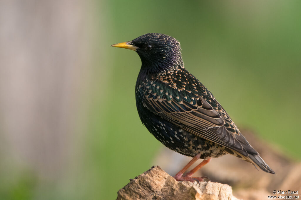 Common Starlingadult breeding, identification