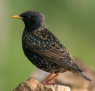 Common Starling