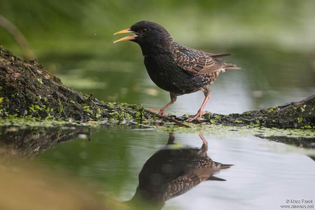 Common Starlingadult, identification