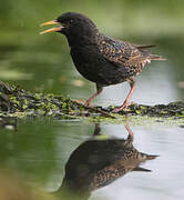 Common Starling