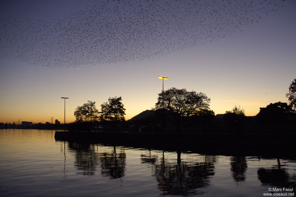 Common Starling, Behaviour