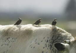 Common Starling