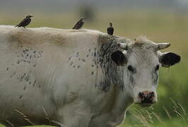 Common Starling