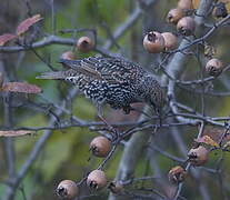 Common Starling