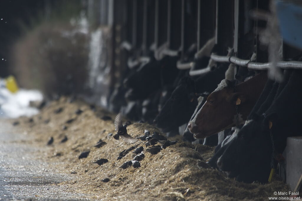 Common Starling, identification, feeding habits, Behaviour