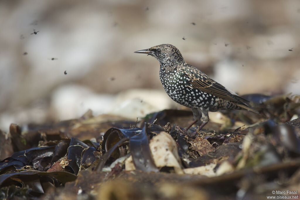 Common Starlingadult post breeding, identification, feeding habits