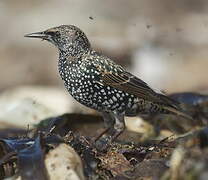 Common Starling