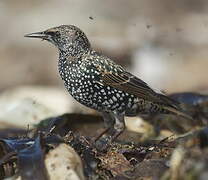 Common Starling