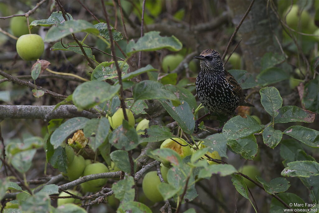 Common Starlingadult post breeding, identification, feeding habits