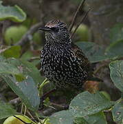 Common Starling