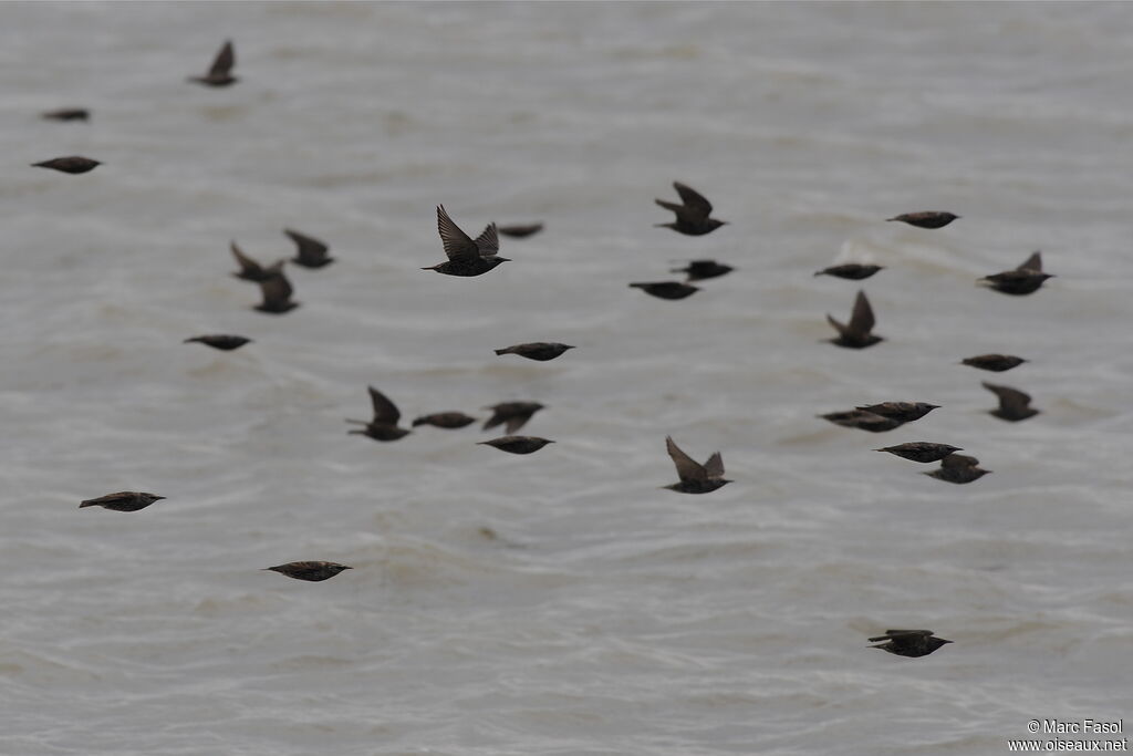 Common Starling, Flight