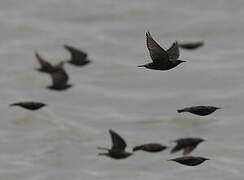 Common Starling