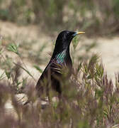 Spotless Starling