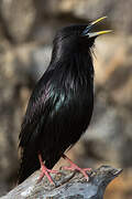 Spotless Starling