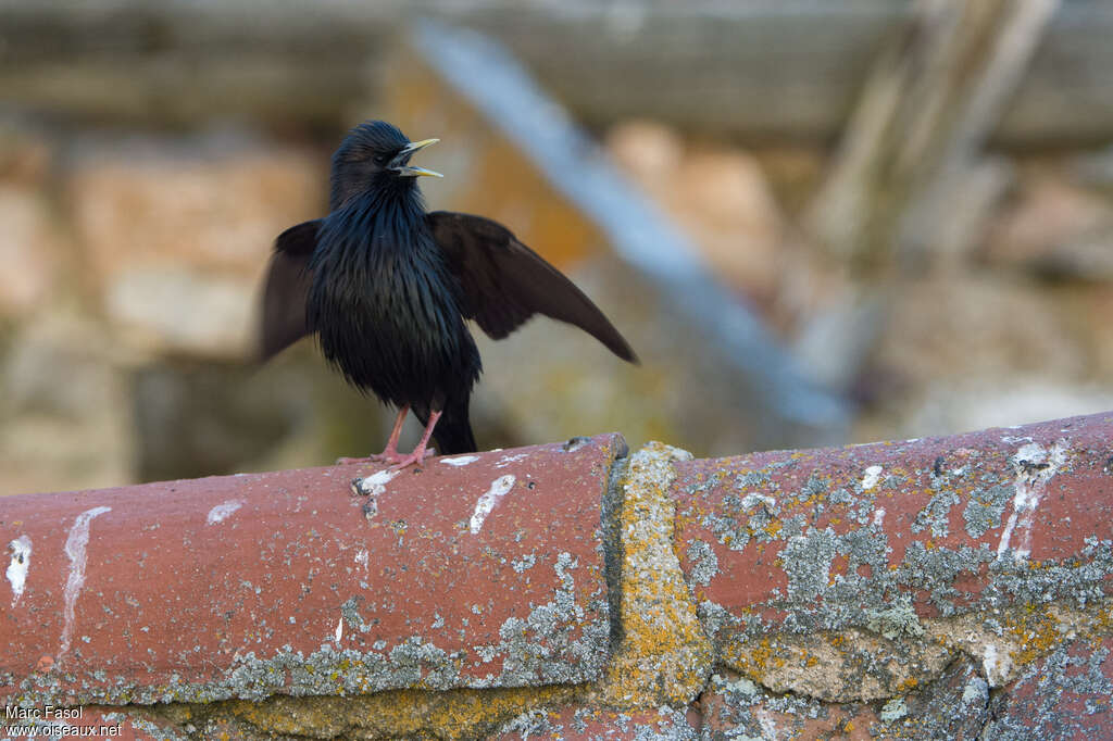 Spotless Starling male adult, habitat, song, Behaviour