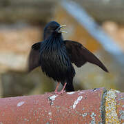 Spotless Starling