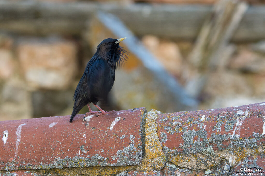 Spotless Starling male adult, identification, song