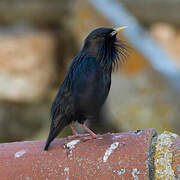 Spotless Starling