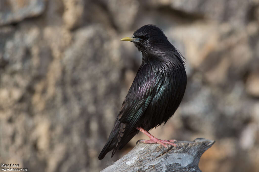 Spotless Starling male adult breeding, identification