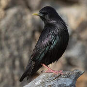 Spotless Starling