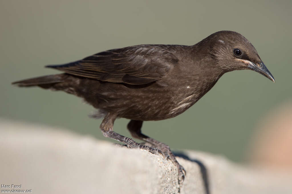 Spotless Starlingjuvenile, identification