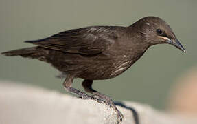 Spotless Starling