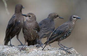 Spotless Starling