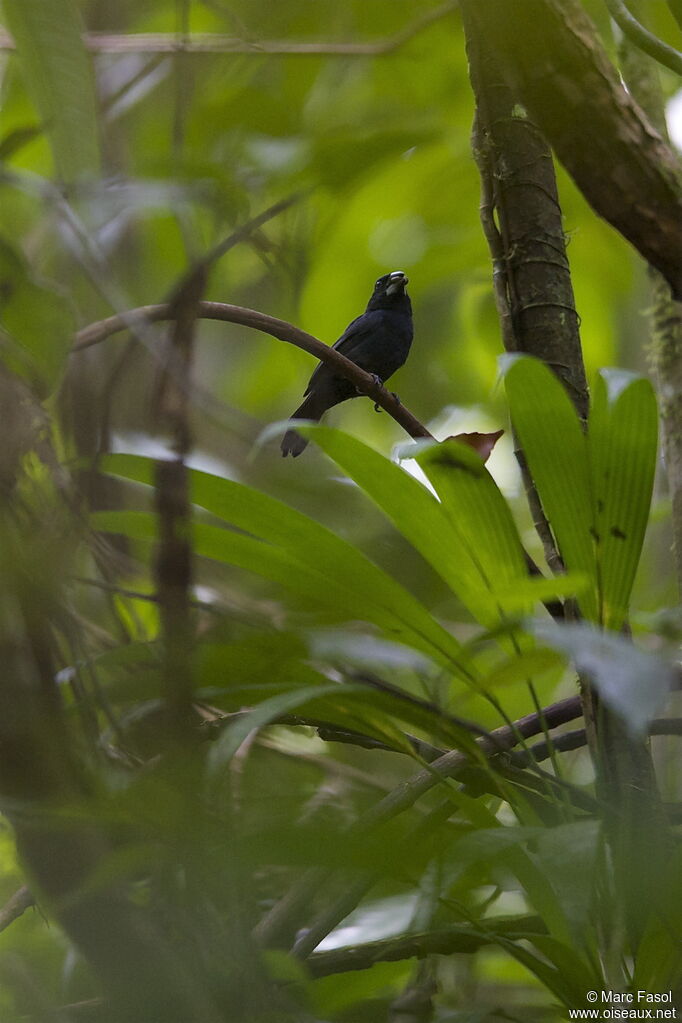 Évêque bleu-noir mâle, identification, régime