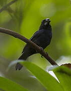 Blue-black Grosbeak