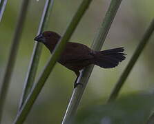 Blue-black Grosbeak