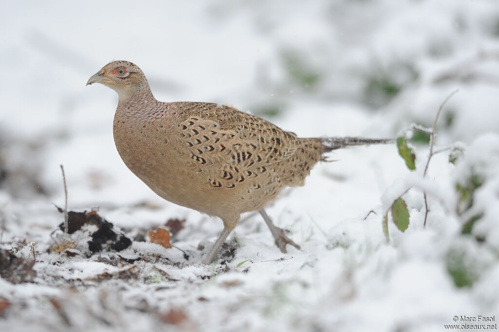 Common Pheasant female, identification