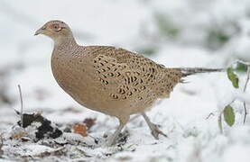 Common Pheasant