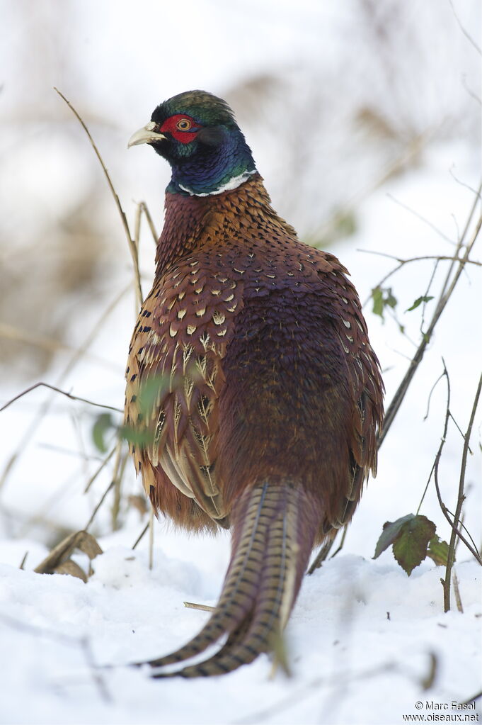 Common Pheasant male, identification