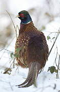 Common Pheasant