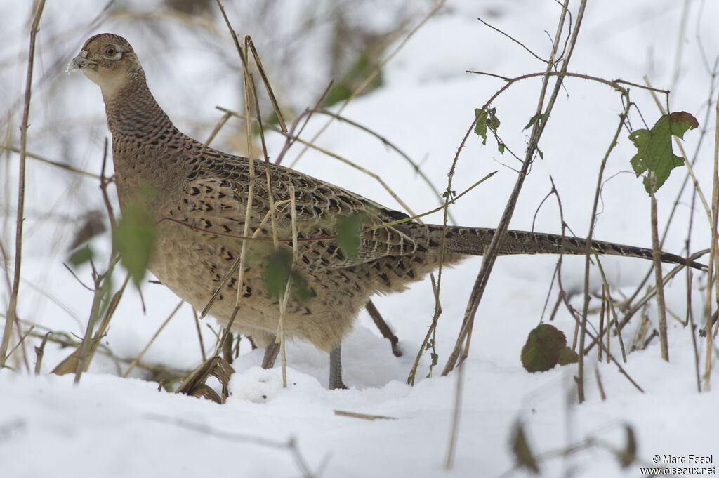 Faisan de Colchide femelle, identification