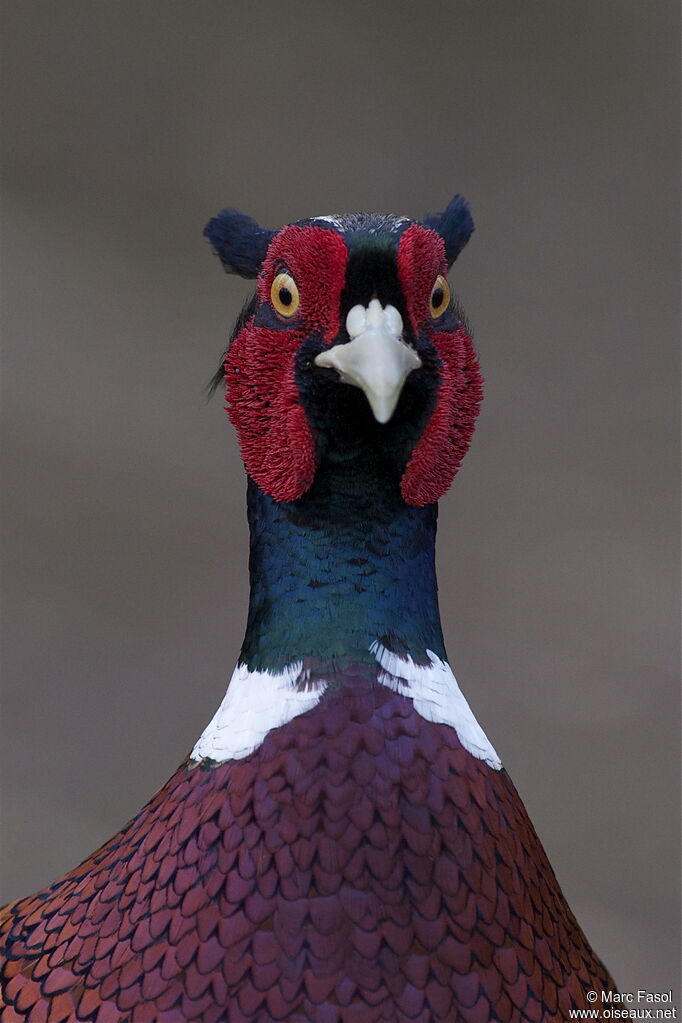 Common Pheasant male adult breeding, identification