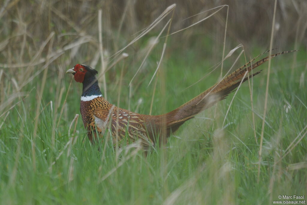 Common Pheasant male adult breeding