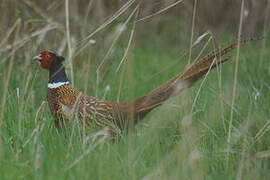 Common Pheasant