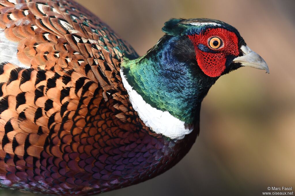 Faisan de Colchide mâle, identification