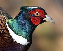 Common Pheasant