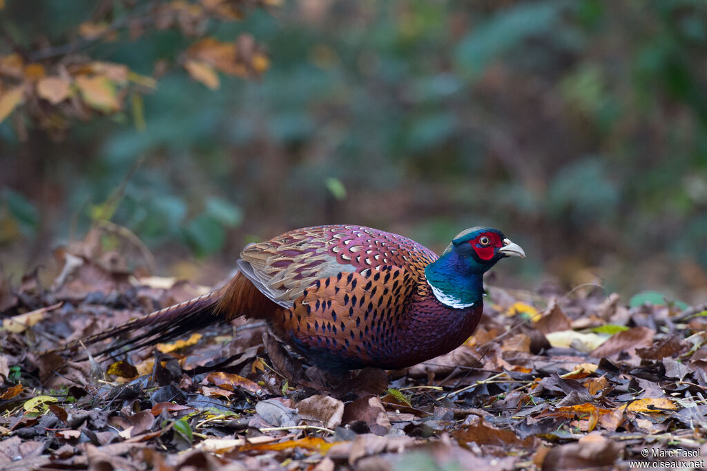 Faisan de Colchideadulte, identification, marche