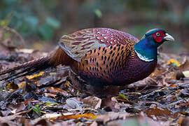 Common Pheasant