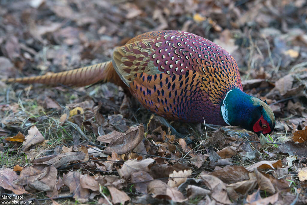 Common Pheasant male adult breeding, aspect, eats