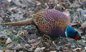 Common Pheasant