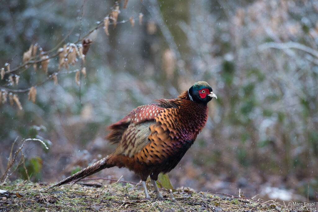 Common Pheasant male adult breeding