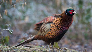 Common Pheasant