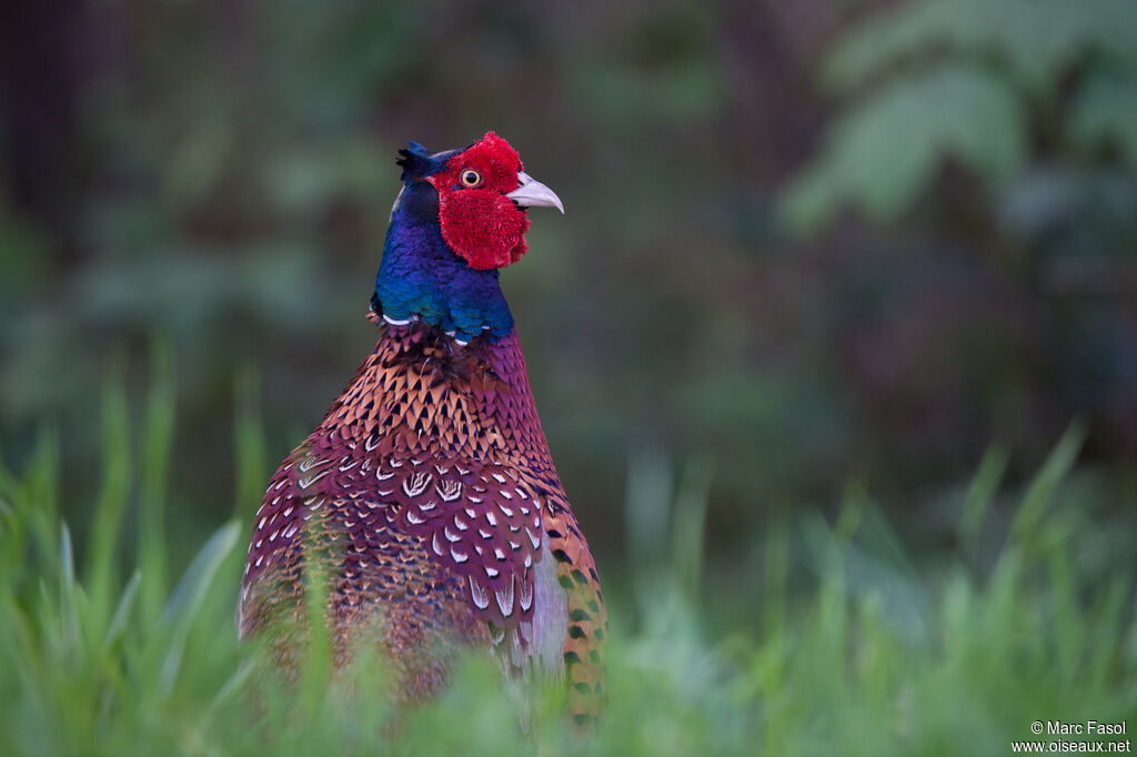 Common Pheasant male adult, identification