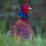 Common Pheasant