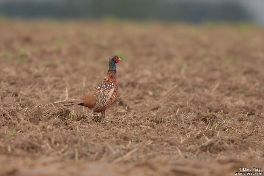 Common Pheasant male adult, identification