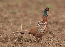 Common Pheasant